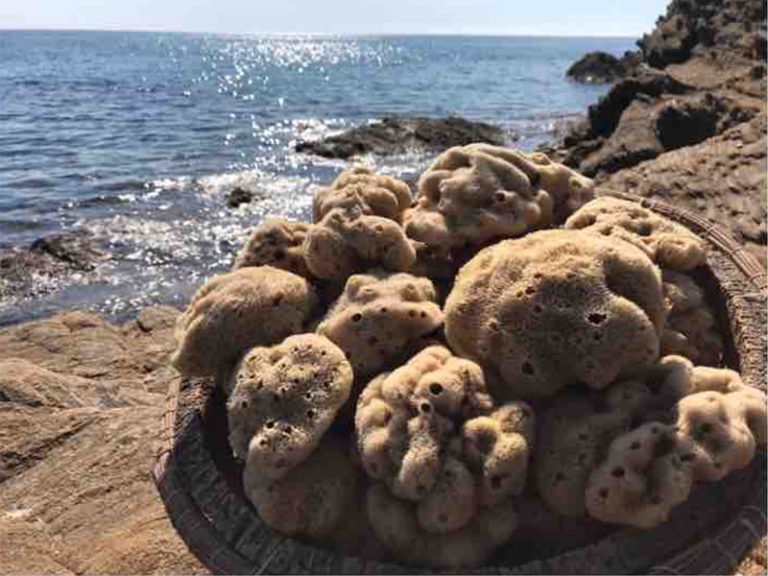 Eponges naturelles de mer Spongia Officinalis BAR A SAVON — free download
